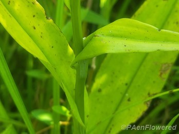 Foliage