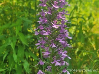 Flower spike