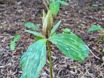 Plant in flower