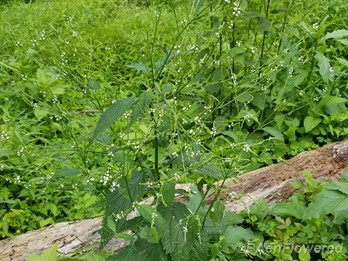 Plant form & habitat