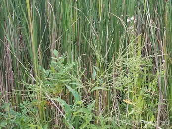 Growing with cattails in wetlands