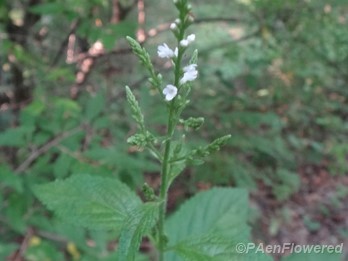 White vervain