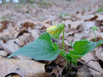 Plant in early flower