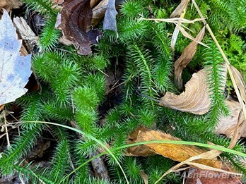 Typical growth form