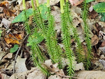 Plants with strobili
