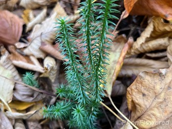 Typical growth form 