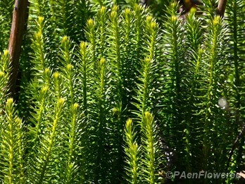 Plant colony