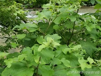 Plant form & habitat