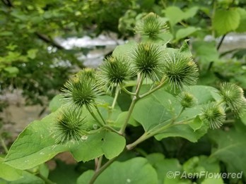 Buds and leaves
