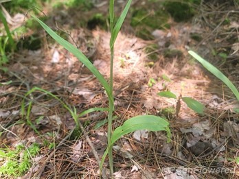 Plant form
