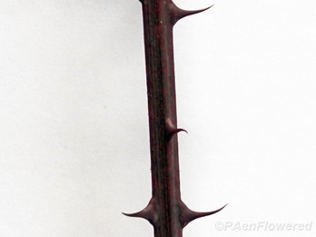 Square stem with curved prickles