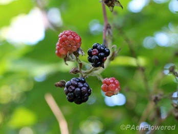 Pennsylvania blackberry