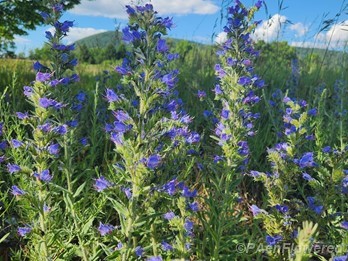 Plants in flower