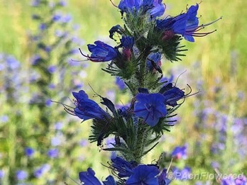 Plant in flower