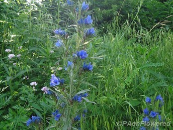Plant form & habitat