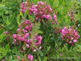 Sheep laurel