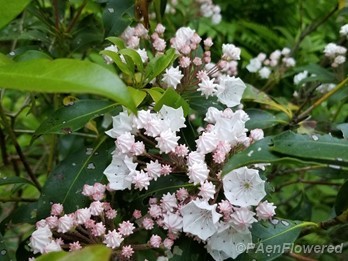 Flower clusters and Leaves