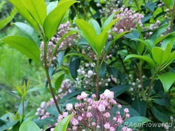 Mountain laurel