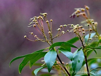 Plant in early fruit