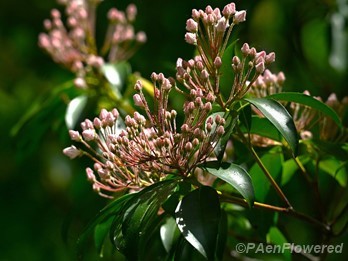 Buds and leaves