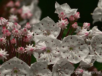 Flowers and buds