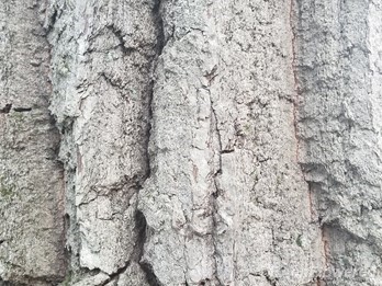Bark