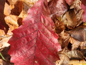 Autumn leaf