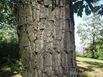 Tree trunk