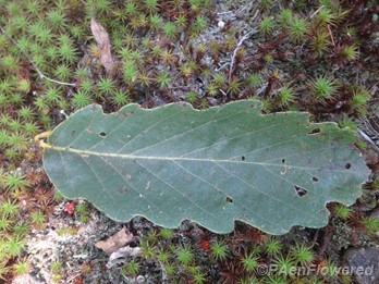 Leaf on moss