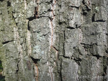 Bark detail