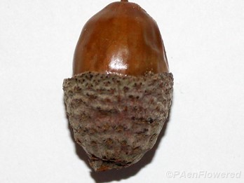 Acorn