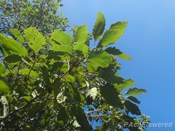 Leaves