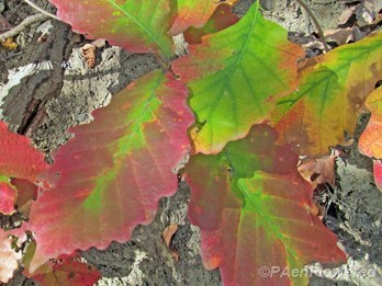Autumn leaves