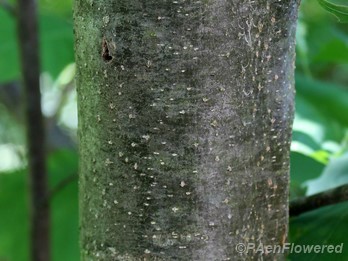Bark with two-lined chestnut borer exit holes