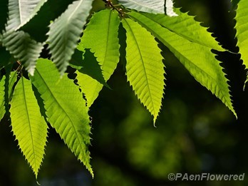 Leaves