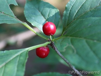 Mountain winterberry