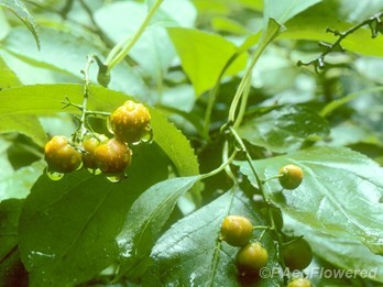 Fruits & leaves