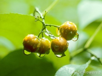 Fruit