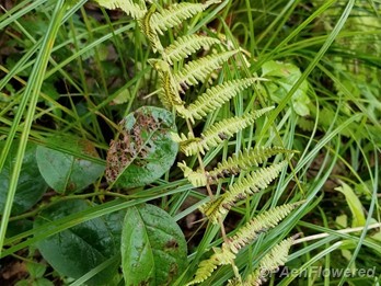 Aging frond