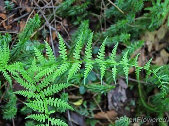 Young fronds