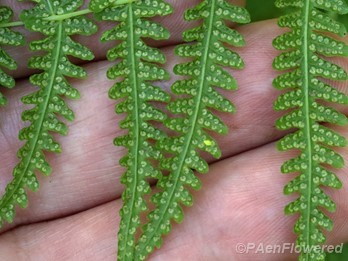 Underside of frond showing immature sori