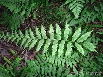 Adult frond