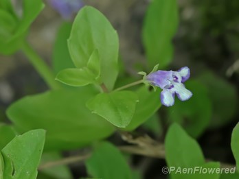 Plant in flower