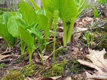 Field horsetail