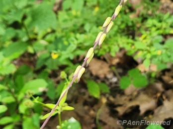 Seed pods