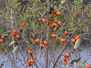 Plant in fruit