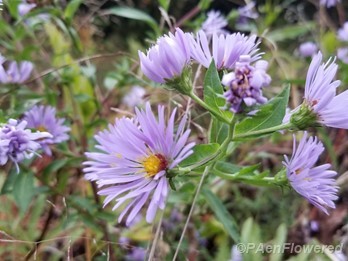 Purplestem aster