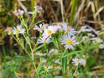 Late purple aster