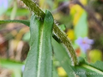 Hairs on stem & clasping leaves