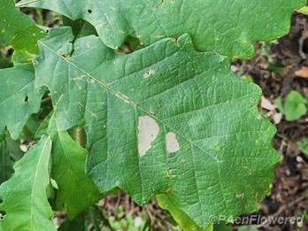 Leaf variation